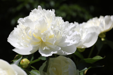 Closeup view of blooming white peony bush outdoors