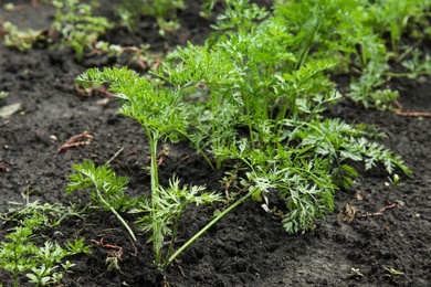 Photo of Carrots with green foliage growing in garden