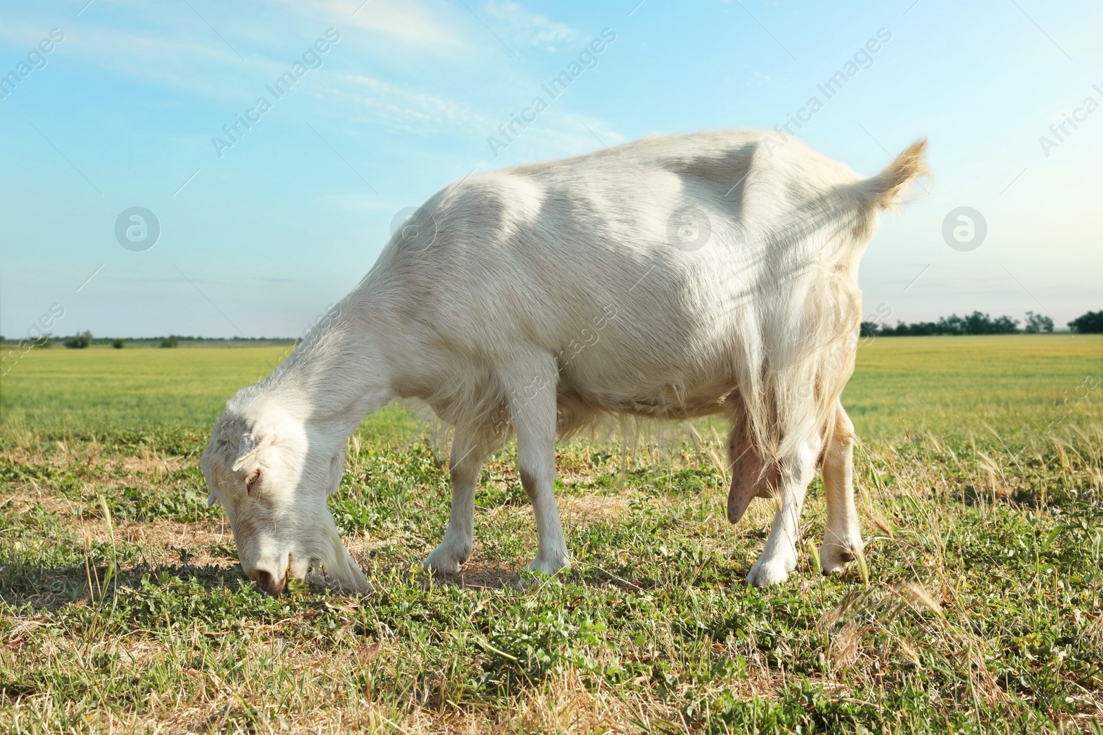Photo of Cute goat on pasture at farm. Animal husbandry