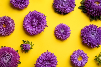Beautiful asters on yellow background, flat lay. Autumn flowers