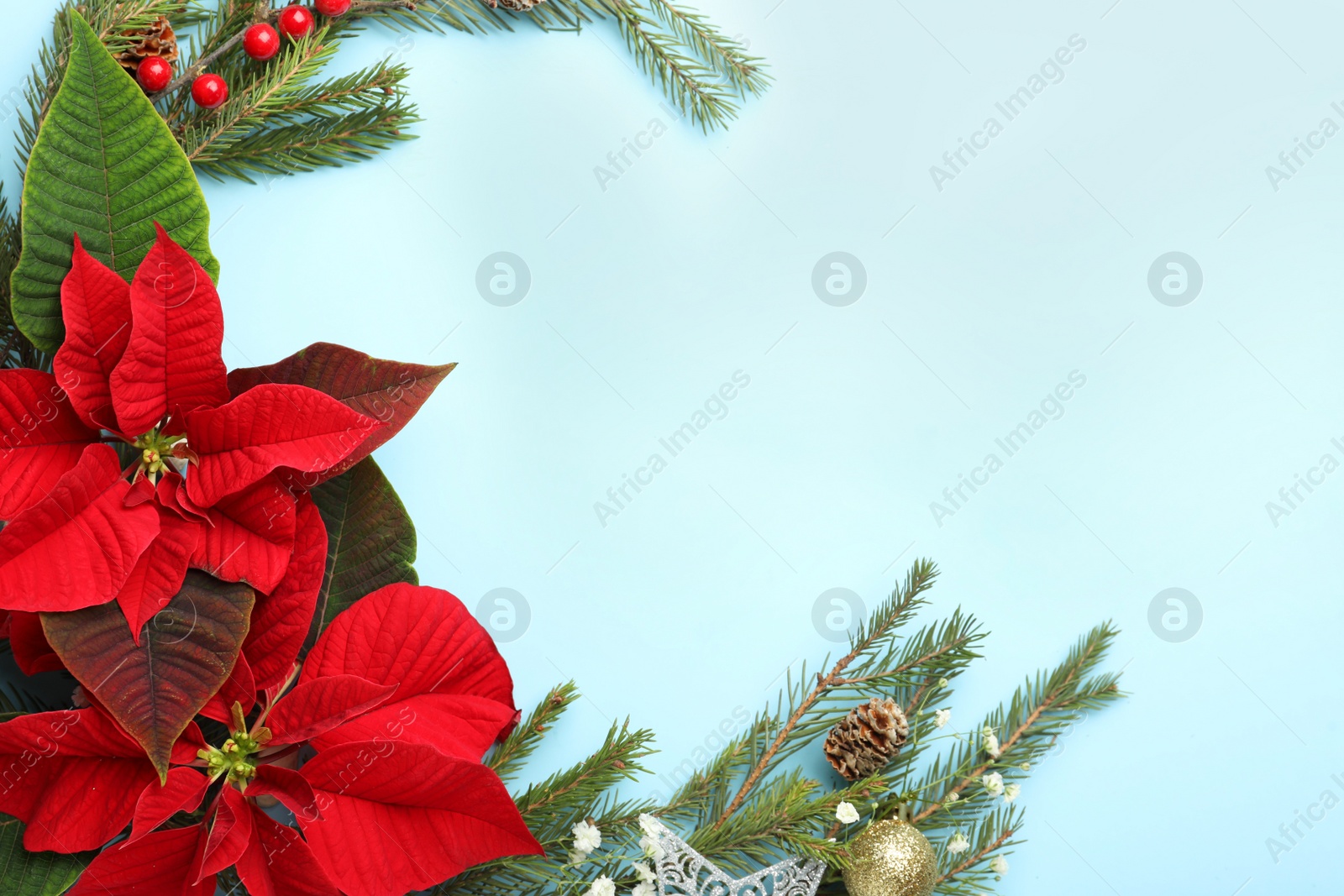 Photo of Flat lay composition with beautiful poinsettia on light cyan background, space for text. Christmas traditional flower