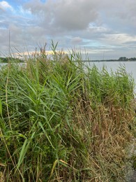 Photo of Picturesque view of river reeds and cloudy sky