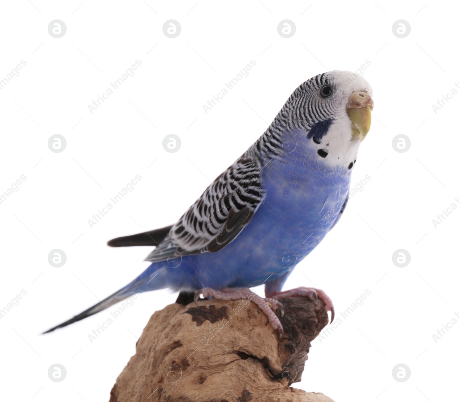 Photo of Beautiful parrot perched on wood against white background. Exotic pet