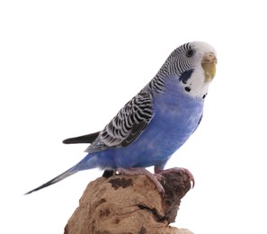 Photo of Beautiful parrot perched on wood against white background. Exotic pet