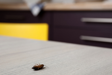 Photo of Dead cockroach on wooden table indoors, space for text. Pest control