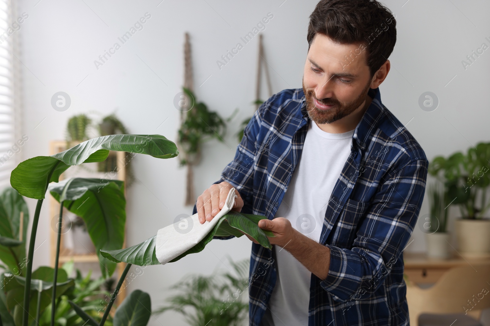 Photo of Man wiping leaves of beautiful potted houseplants with cloth indoors