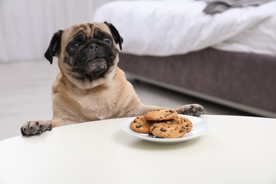 Photo of Happy cute pug dog with plate of cookies indoors