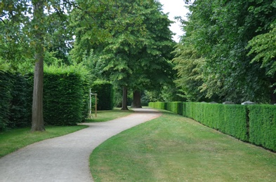 Beautiful park with green bushes on sunny day