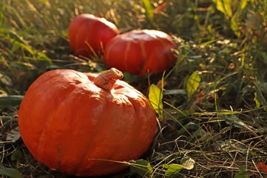 Many ripe orange pumpkins among green grass outdoors, closeup