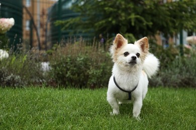 Photo of Cute Chihuahua on green grass in park. Dog walking