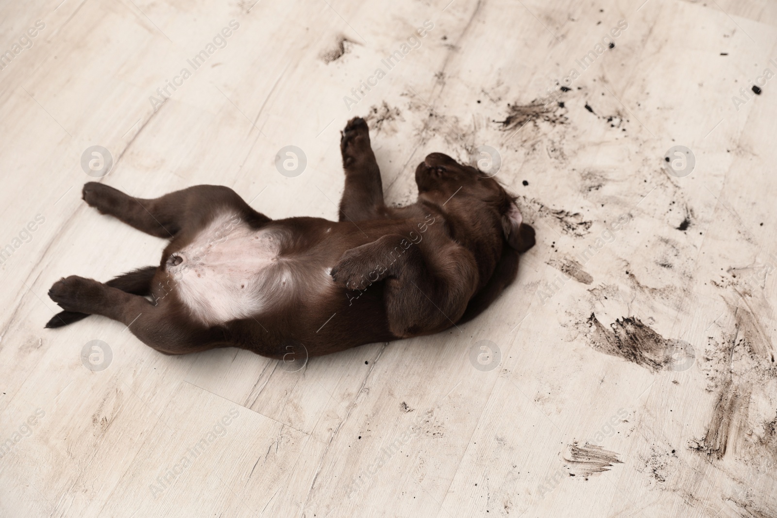 Photo of Chocolate Labrador Retriever puppy and dirty paw prints on floor indoors