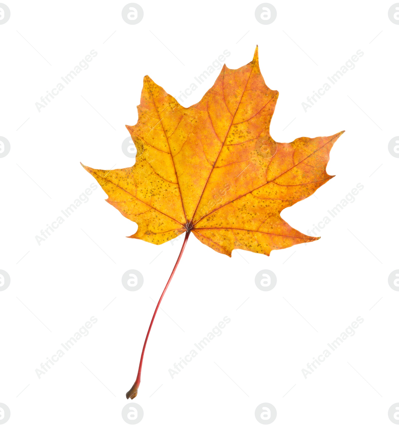 Photo of One maple leaf isolated on white. Autumn season