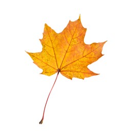 Photo of One maple leaf isolated on white. Autumn season