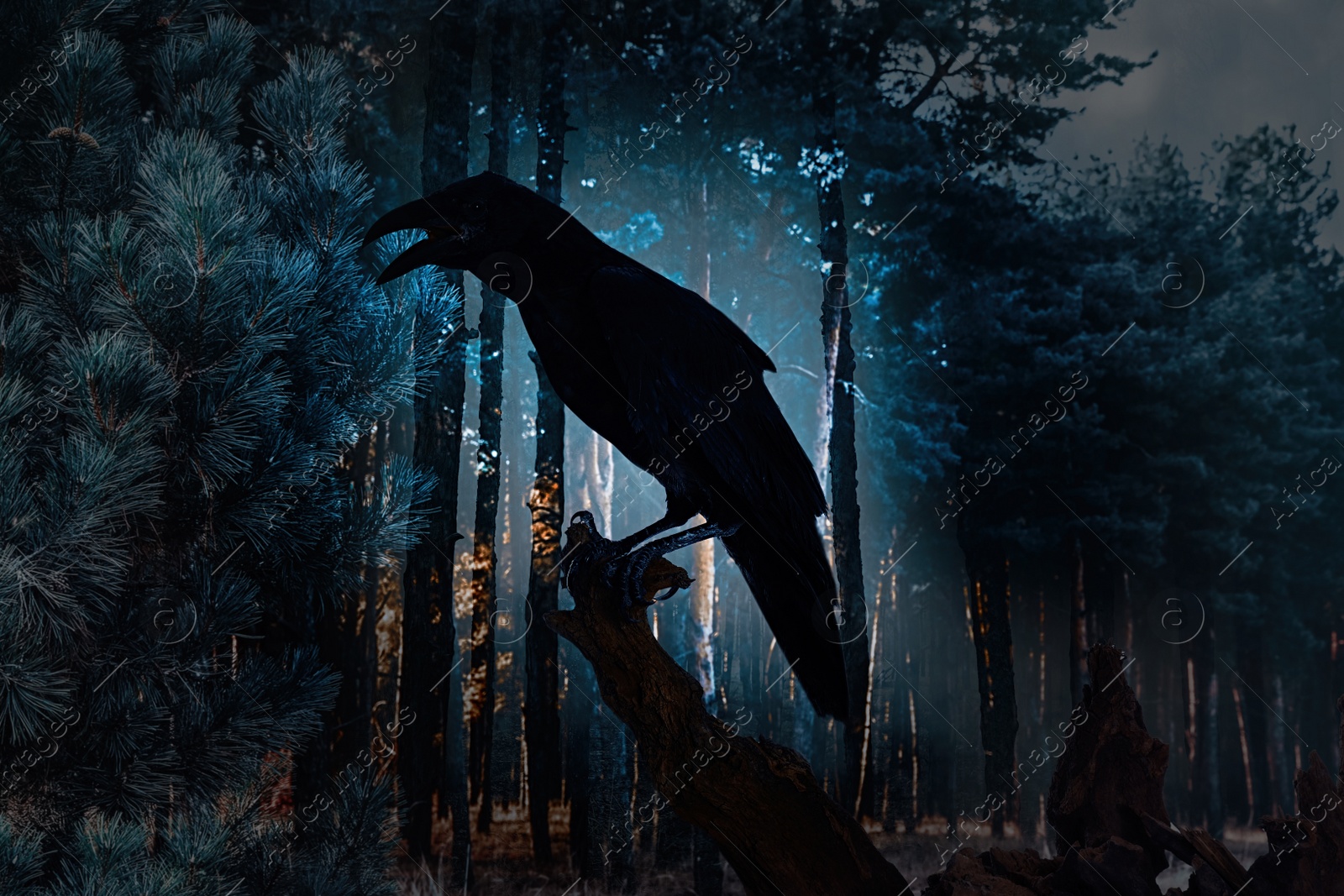 Image of Black crow croaking in creepy forest. Fantasy world