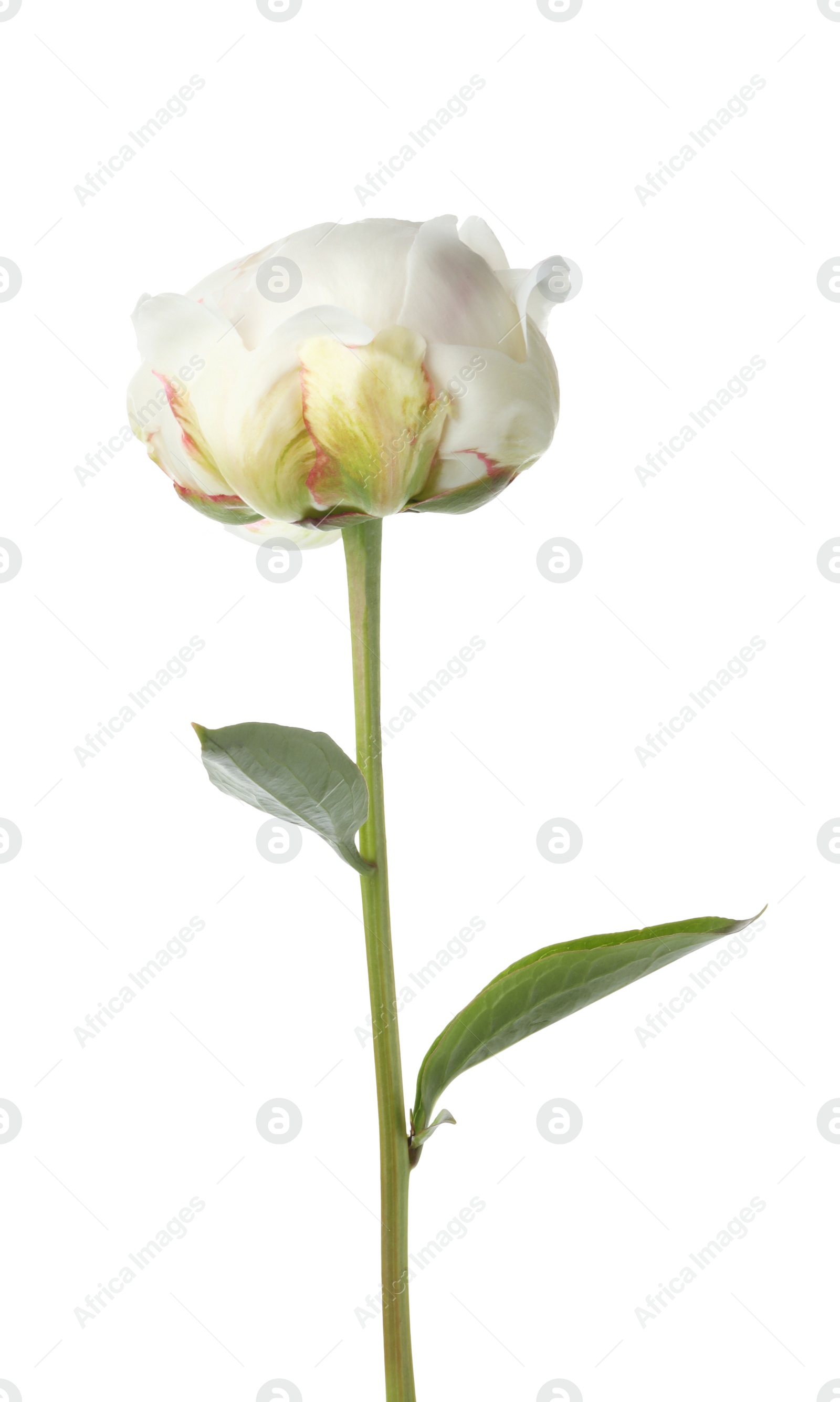 Photo of Beautiful fragrant peony flower isolated on white