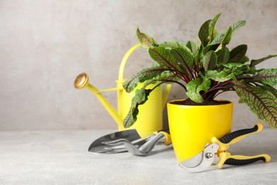 Photo of Potted sorrel plant and gardening tools on light grey table. Space for text