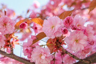Photo of Sakura tree with beautiful pink flowers outdoors, closeup