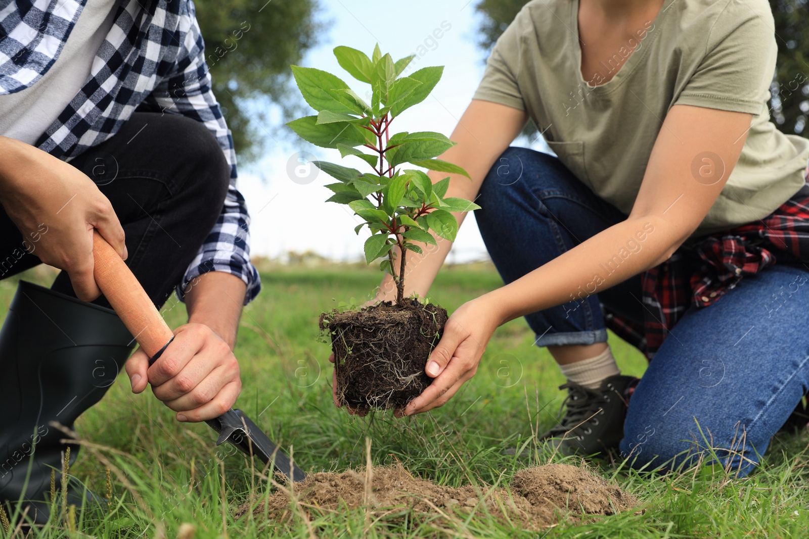 Photo of Couple planting young green tree together outdoors, closeup