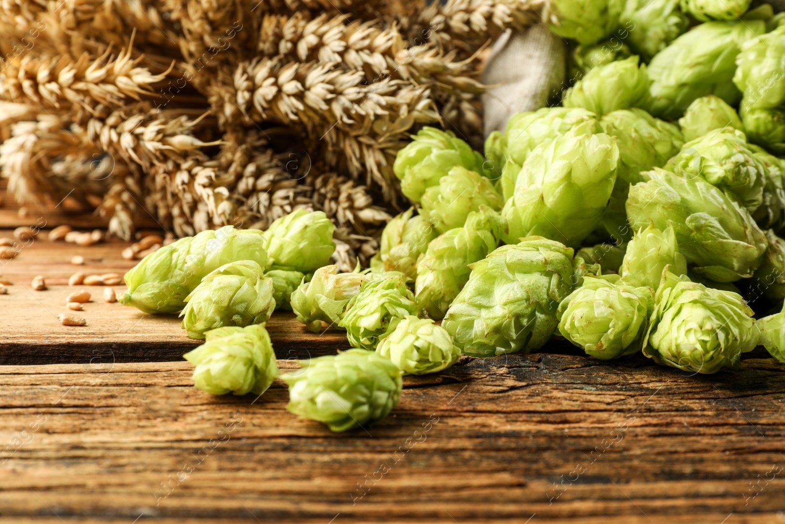 Photo of Overturned sack of hop flowers and wheat ears on wooden table, closeup