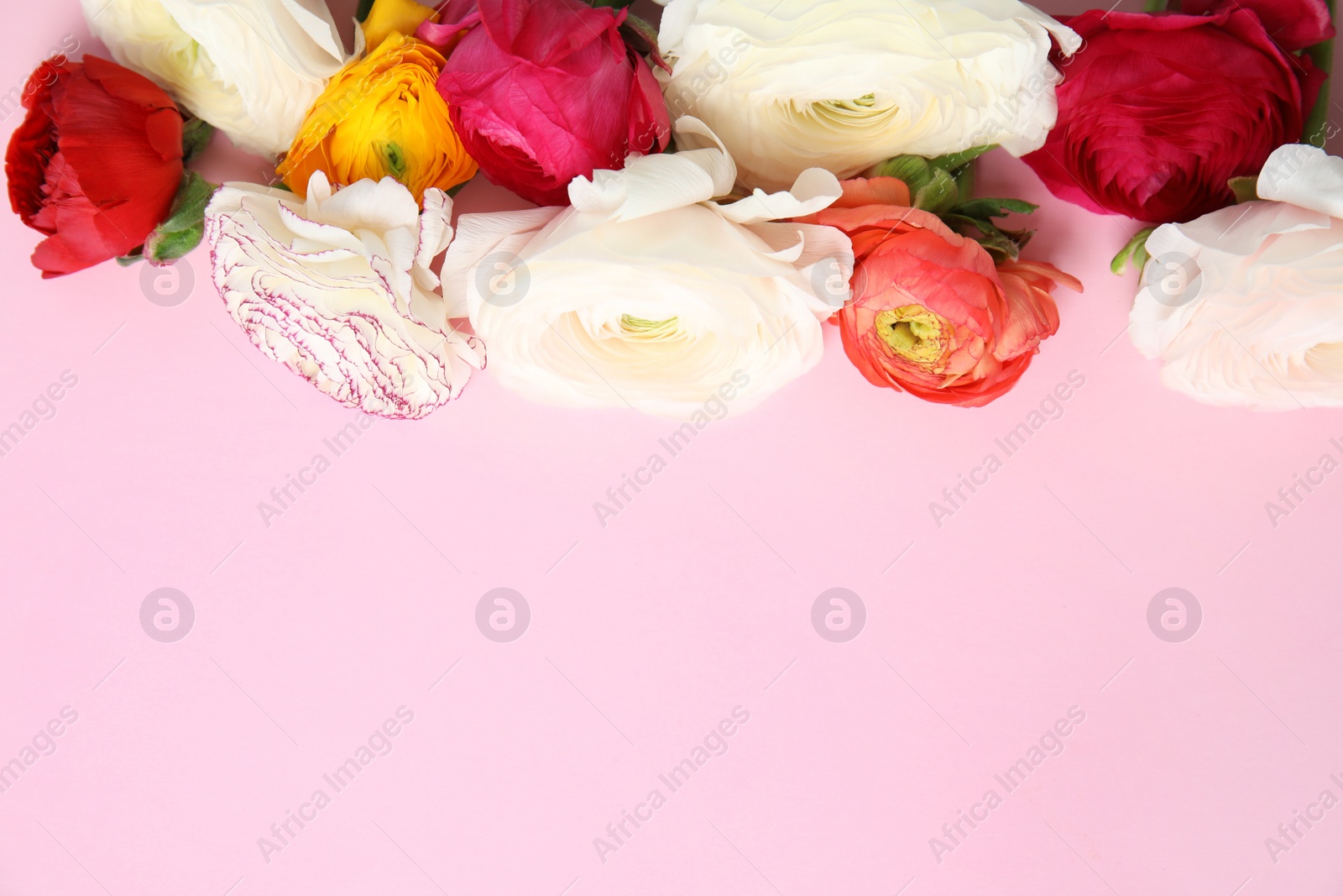 Photo of Beautiful ranunculus flowers on color background, top view. Space for text