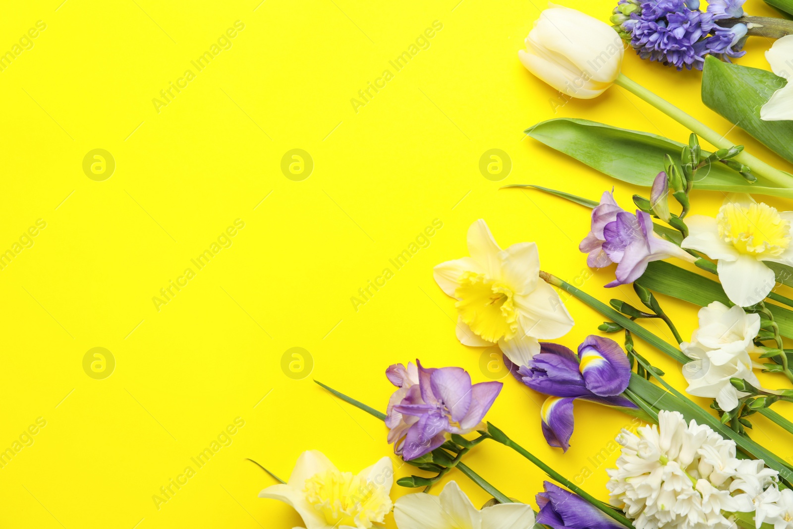 Photo of Flat lay composition with spring flowers on yellow background. Space for text