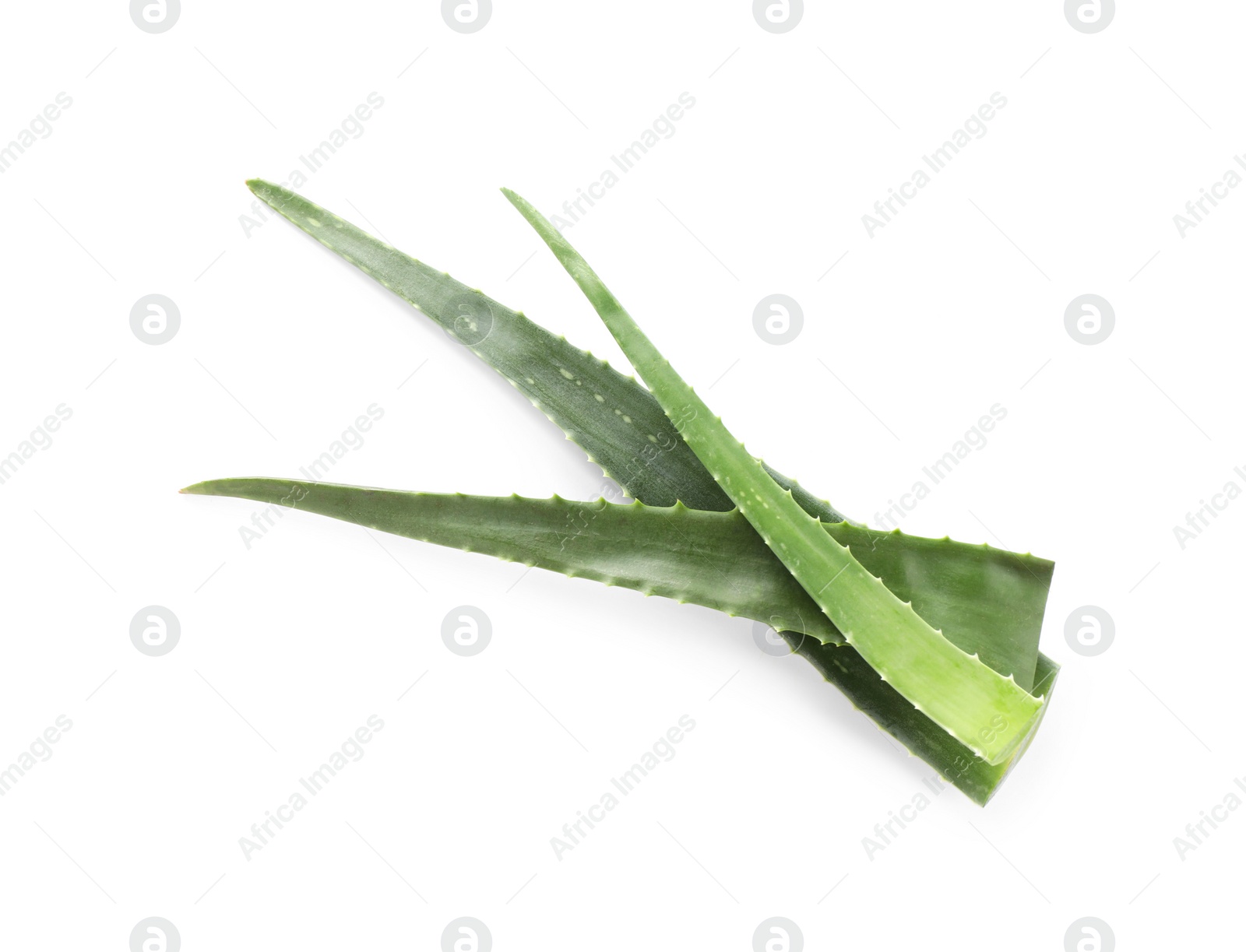 Photo of Green aloe vera leaves on white background, top view