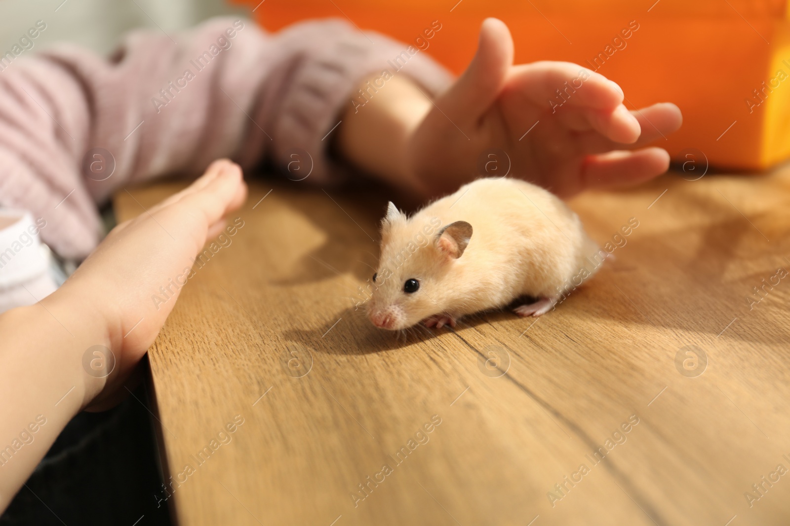 Photo of Little girl playing with her hamster at wooden table indoors, closeup