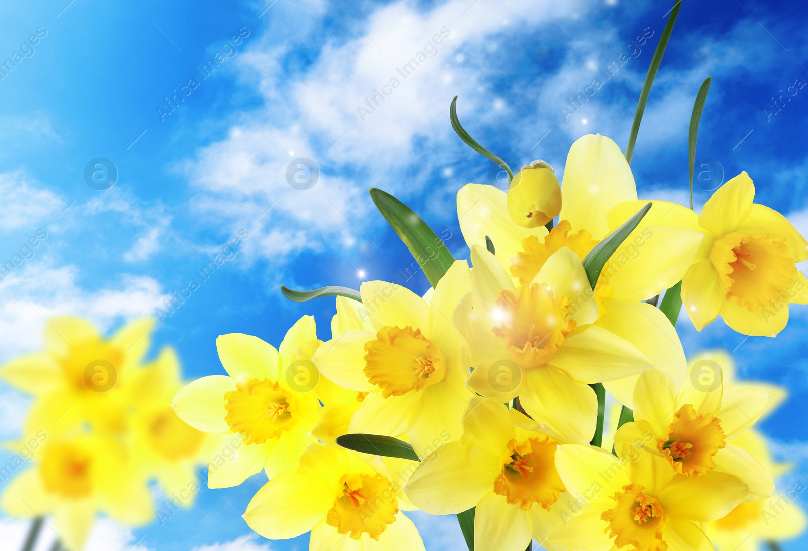 Image of Beautiful yellow daffodils outdoors on sunny day 