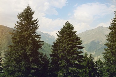 Photo of Beautiful trees and mountains under light blue cloudy sky