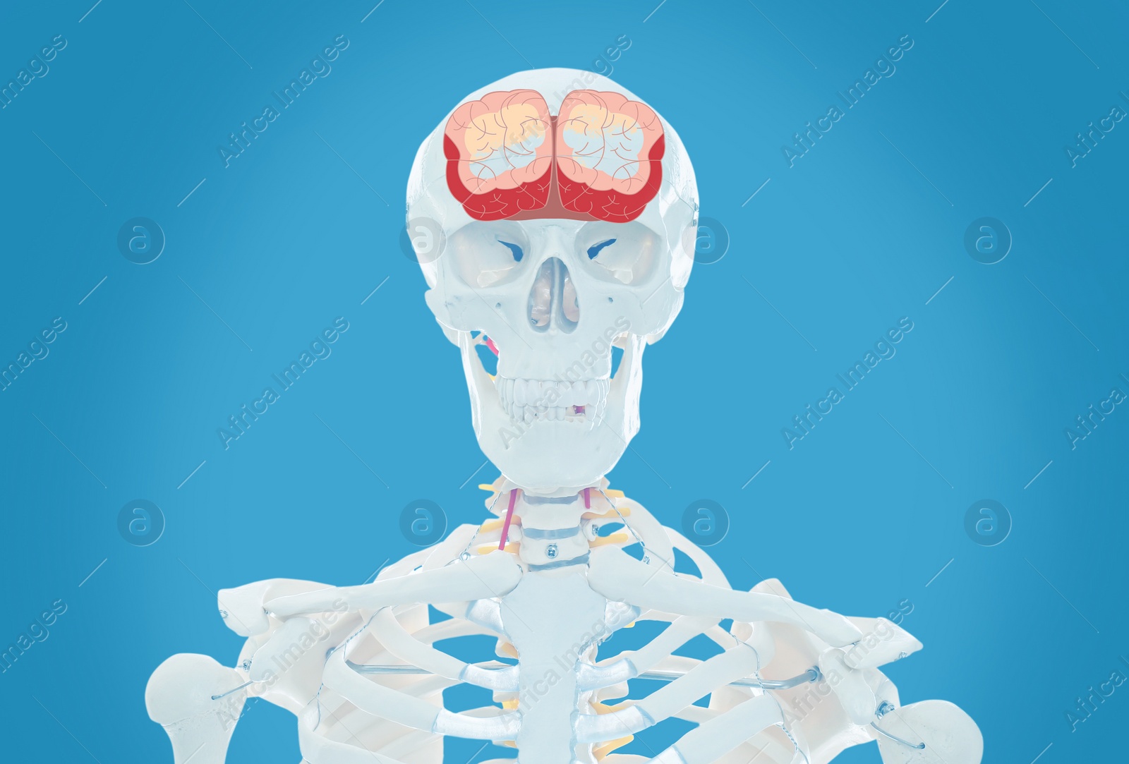 Image of Artificial human skeleton model on light blue background. Medical scan of brain 