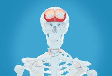 Image of Artificial human skeleton model on light blue background. Medical scan of brain 