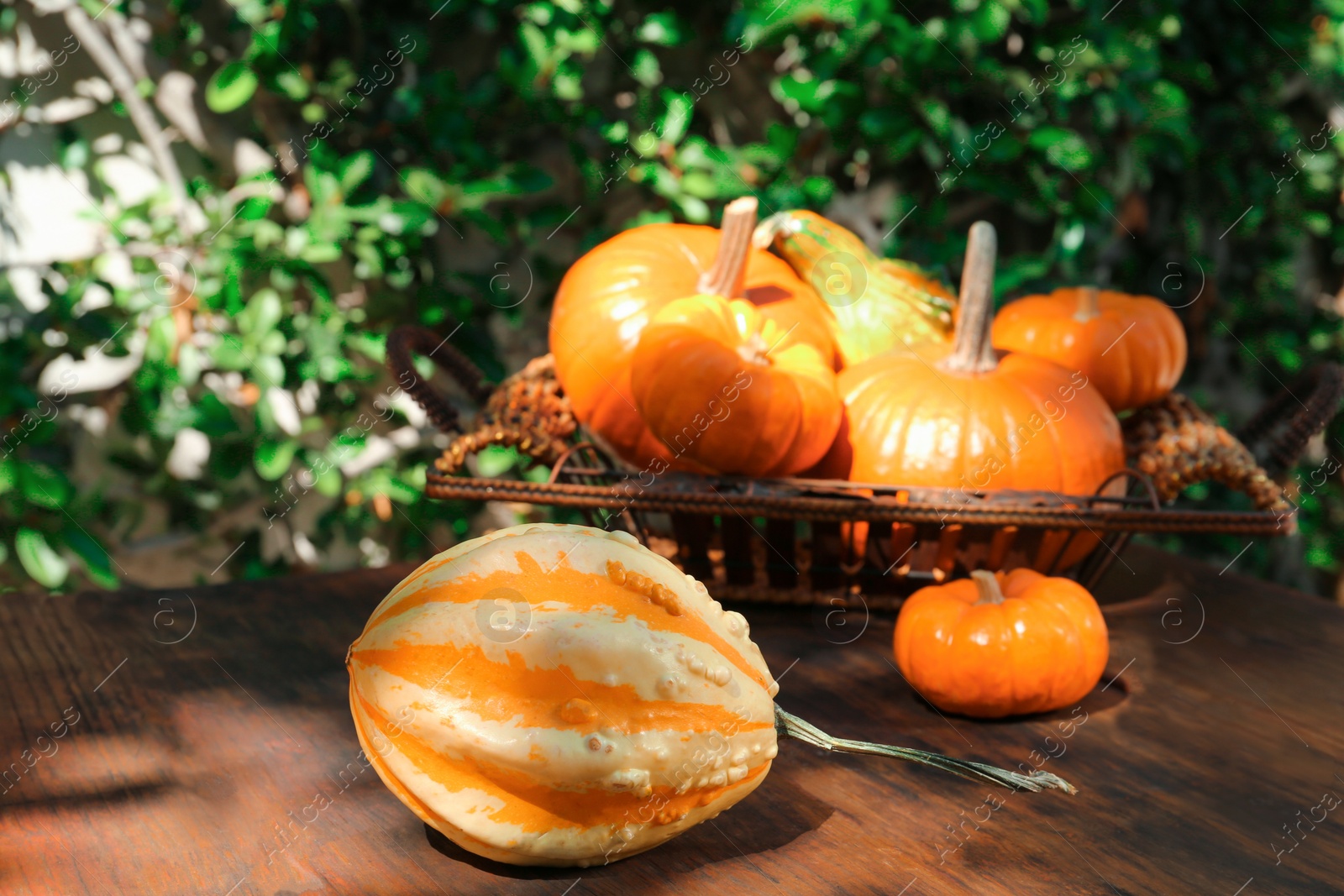 Photo of Different ripe orange pumpkins on wooden table outdoors