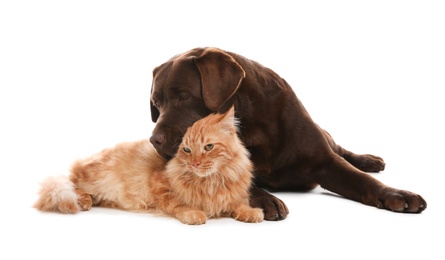 Photo of Cat and dog together isolated on white. Fluffy friends