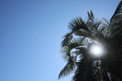 Photo of Beautiful palm tree against blue sky, low angle view. Space for text