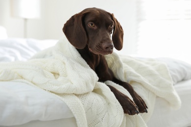 Photo of Adorable dog under plaid on bed at home