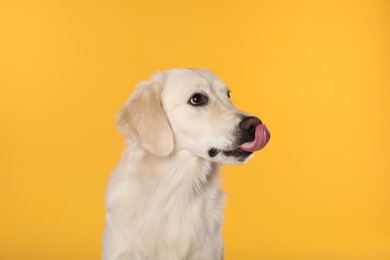 Photo of Cute Labrador Retriever showing tongue on orange background