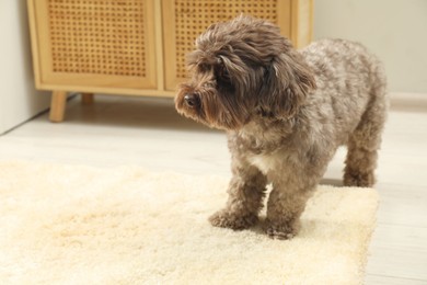 Cute dog near wet spot on beige carpet at home