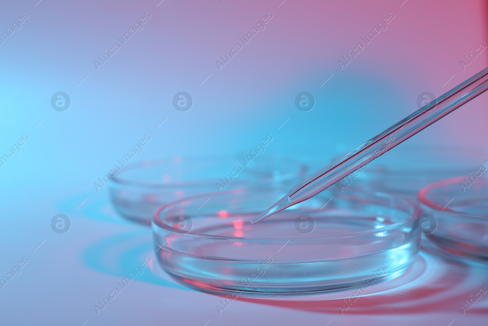 Photo of Pipette over petri dish on color background, closeup. Space for text