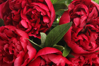 Photo of Beautiful red peonies as background, closeup view