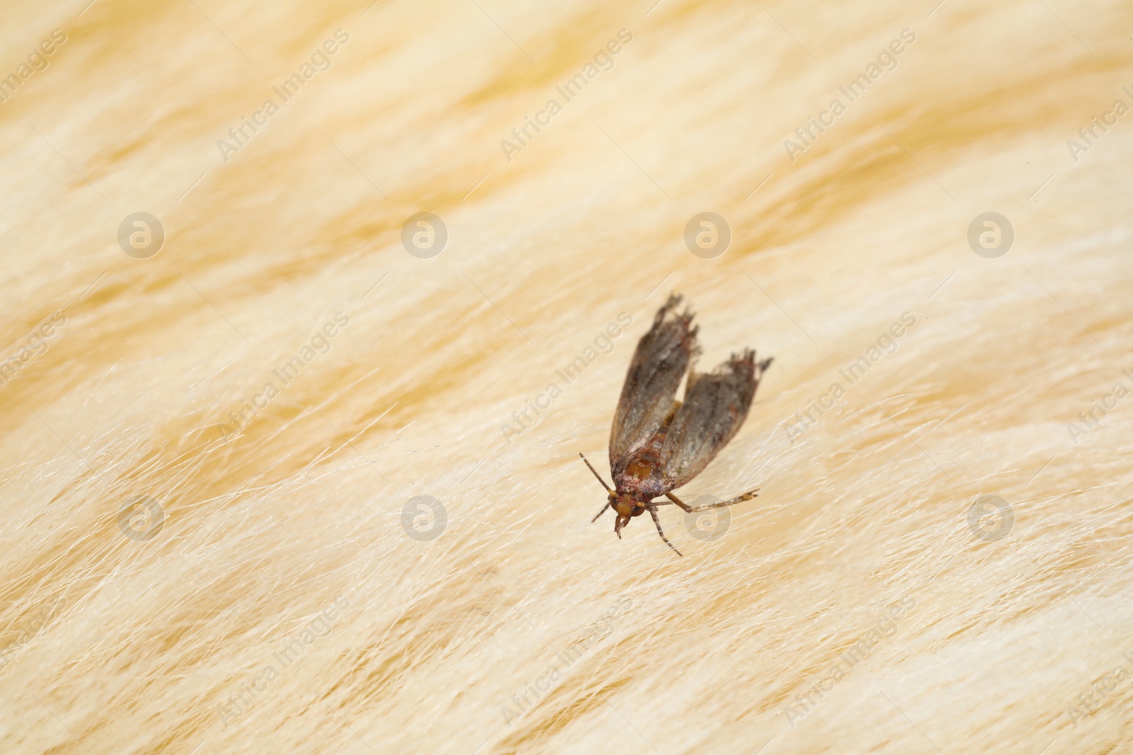 Photo of Common clothes moth (Tineola bisselliella) on light fur, closeup