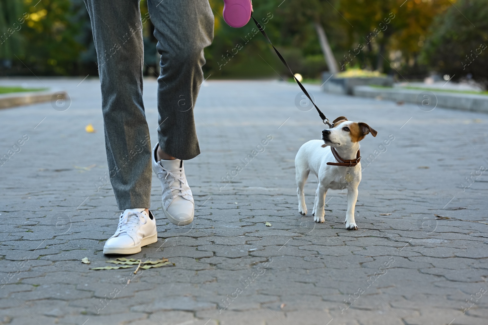 Photo of Man with adorable Jack Russell Terrier on city street, closeup. Dog walking