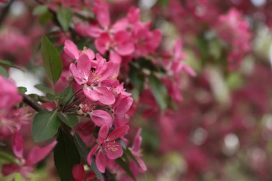 Photo of Beautiful cherry tree with pink blossoms outdoors, closeup and space for text. Spring season