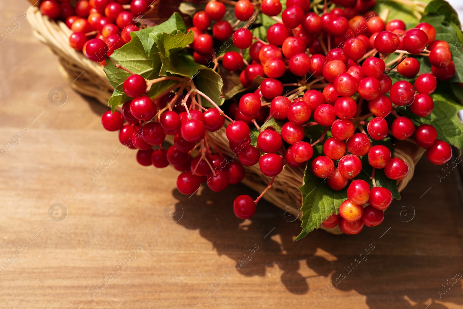 Photo of Wicker basket with ripe red viburnum berries on wooden table, closeup