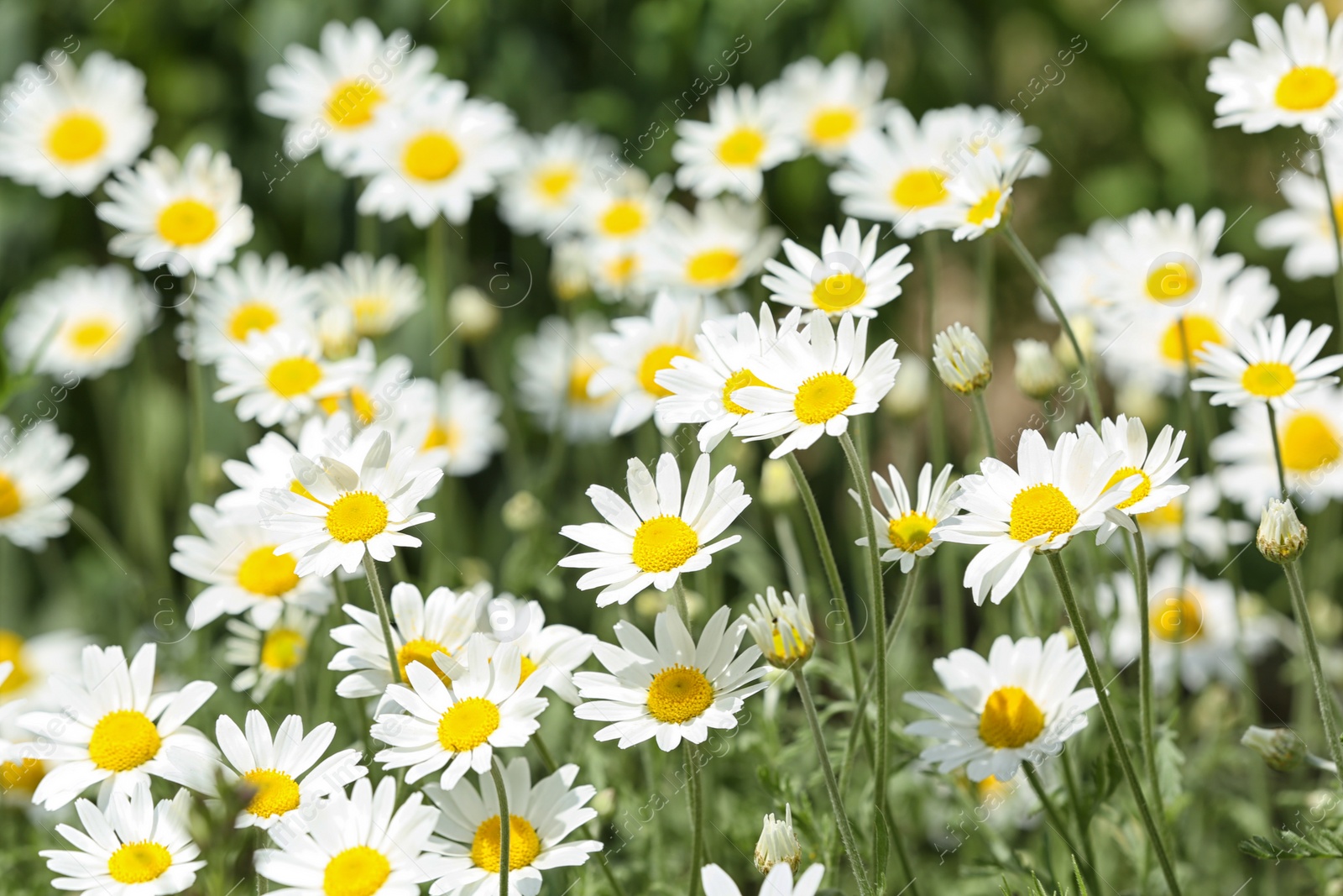 Photo of Beautiful bright daisies in green field. Spring flowers