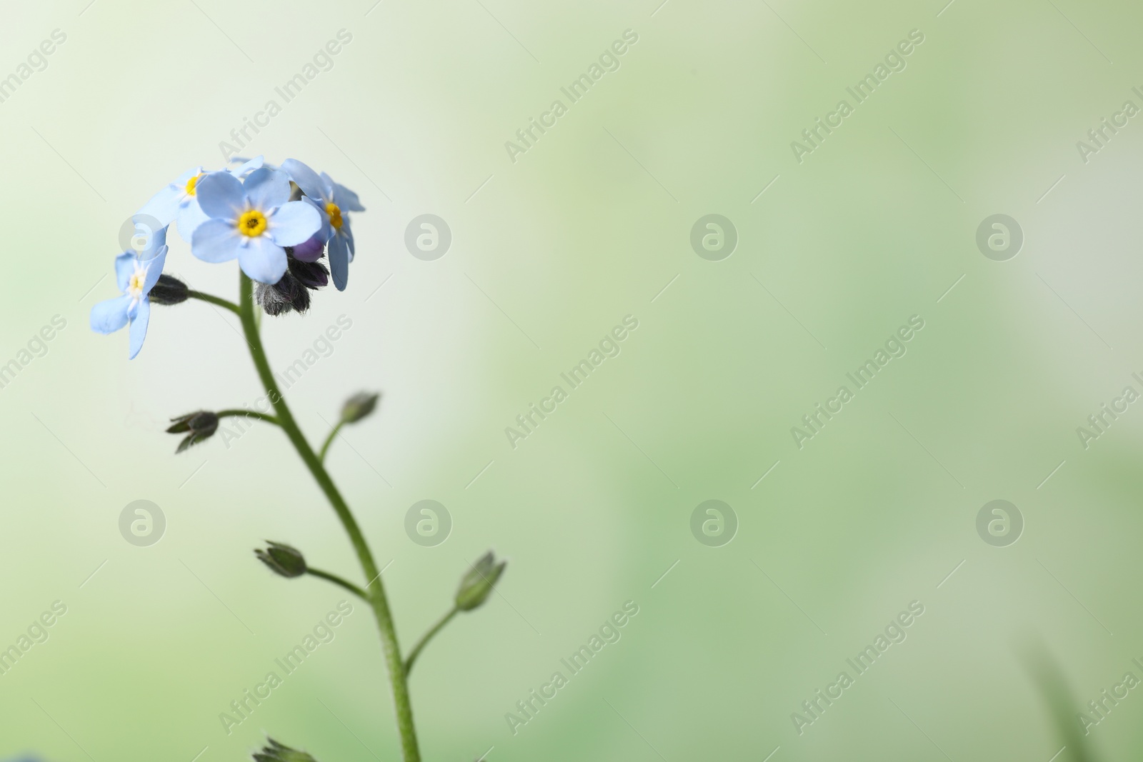 Photo of Beautiful forget-me-not flowers against blurred green background, closeup. Space for text