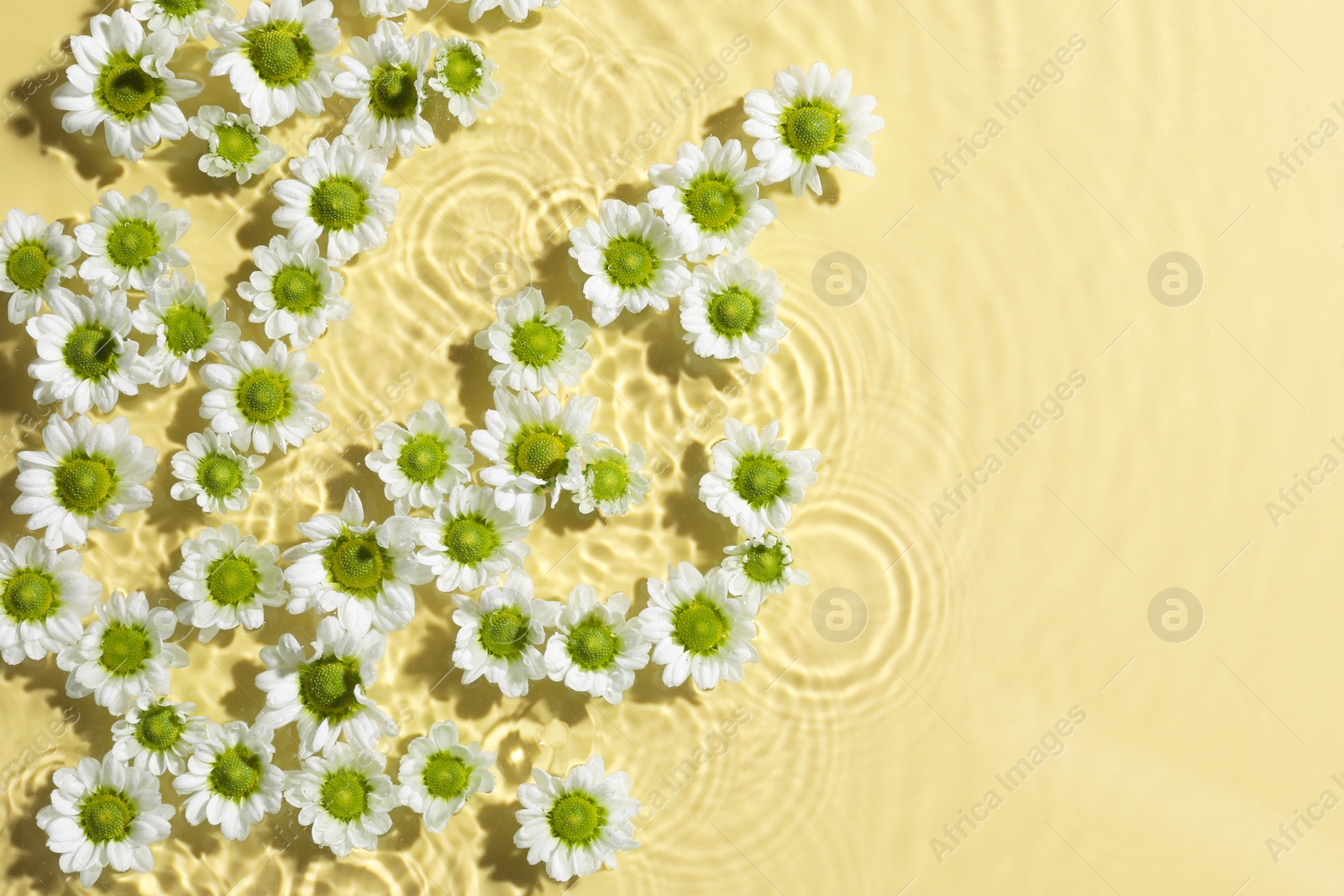 Photo of Beautiful chrysanthemum flowers in water on pale yellow background, top view. Space for text