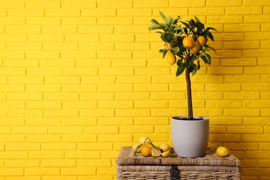 Idea for minimalist interior design. Small potted lemon tree and many fruits on wicker chest near bright yellow brick wall, space for text