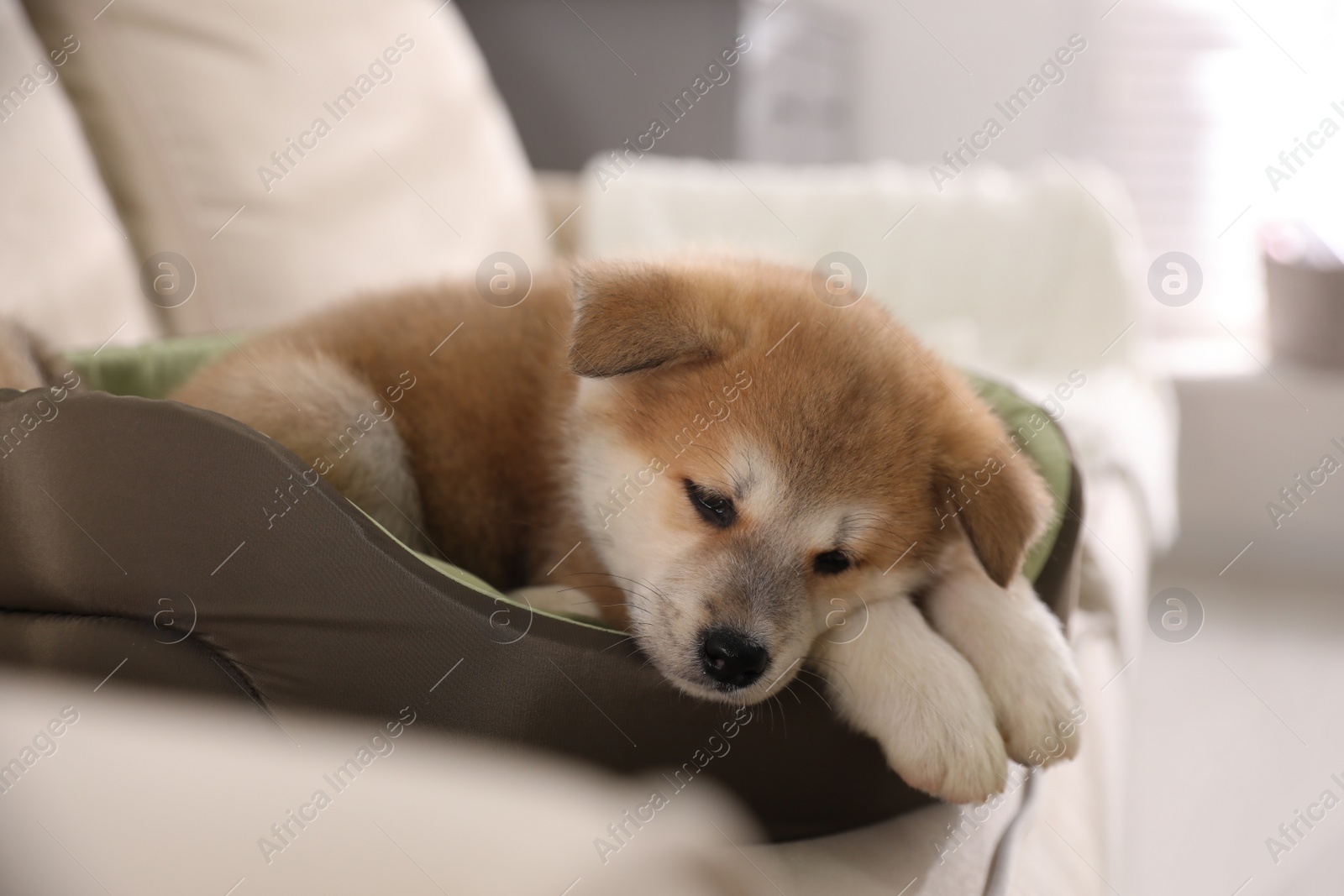 Photo of Adorable Akita Inu puppy in dog bed indoors