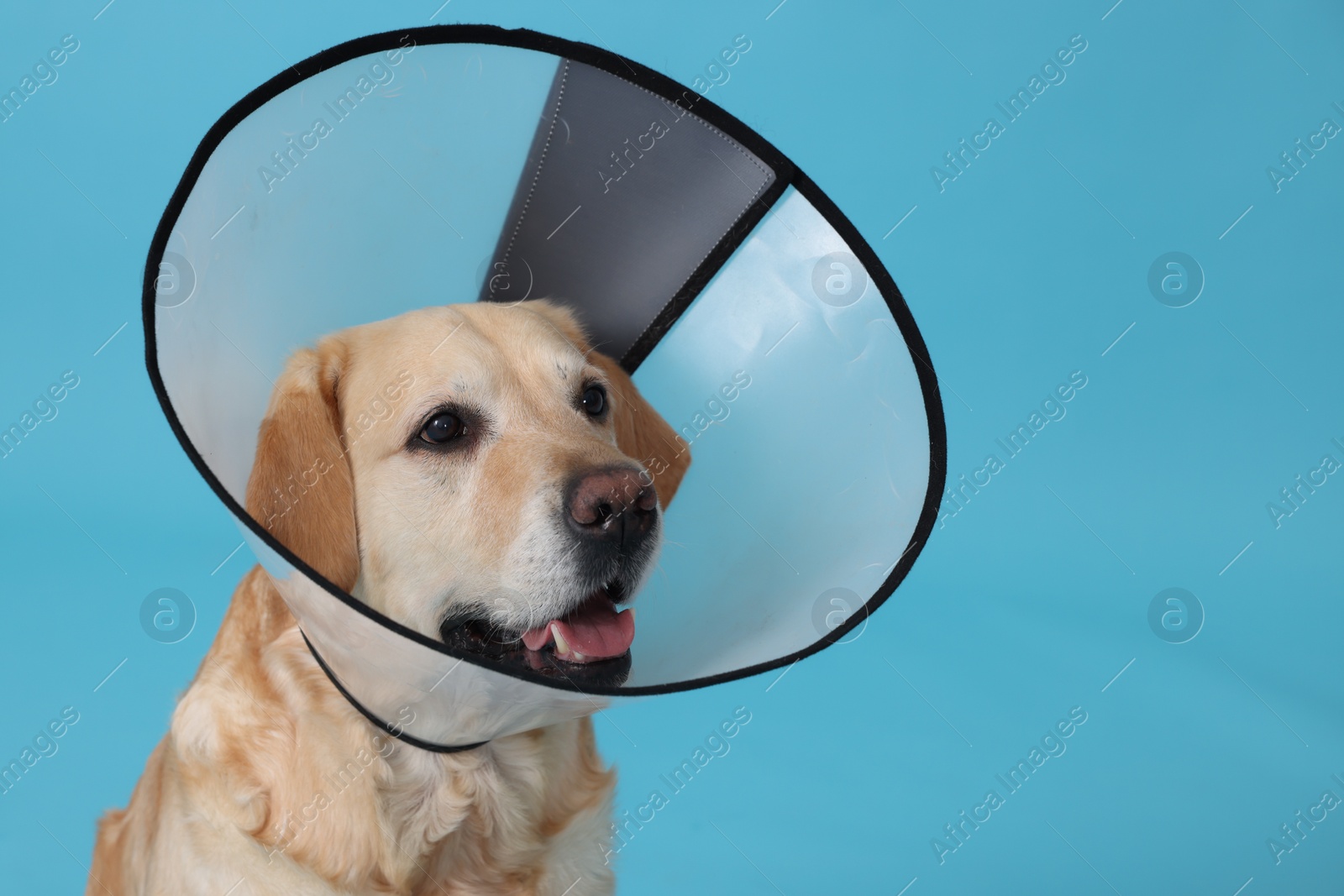 Photo of Cute Labrador Retriever with protective cone collar on light blue background