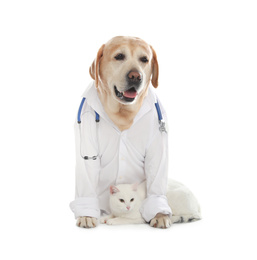 Cute Labrador dog in uniform with stethoscope as veterinarian and cat on white background